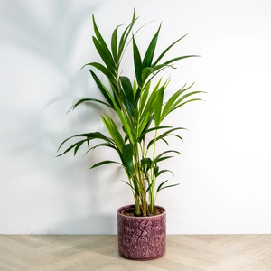 Ceramic Pot Purple Trailing Blooms (D13.5cm) Indoor Plant Pot - image 2