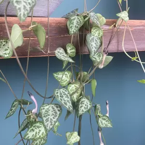 Ceropegia linearis subs. woodii 'String of Spades'  (Hanging Pot Size 14cm) String of spades - image 2