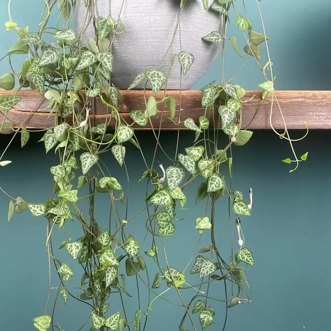 Ceropegia linearis subs. woodii 'String of Spades'  (Hanging Pot Size 14cm) String of spades - image 1