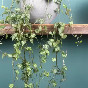 Ceropegia linearis subs. woodii 'String of Spades'  (Hanging Pot Size 14cm) String of spades - image 1