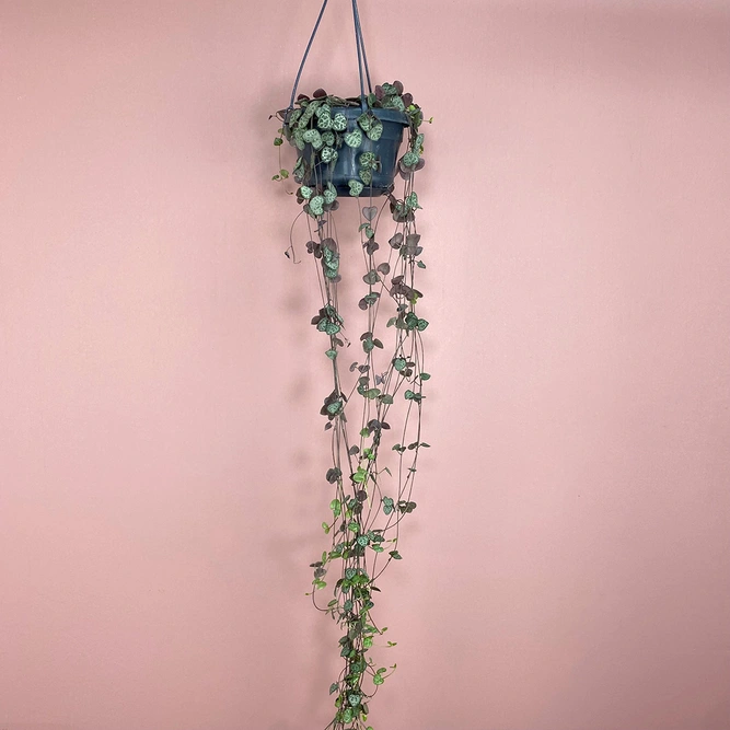 Ceropegia woodii (Pot Size 14cm) String of Hearts
