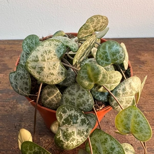 Ceropegia woodii (Pot Size 8cm) String of Hearts - image 2