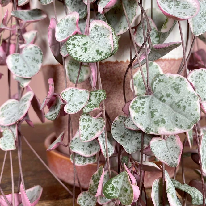 Ceropegia woodii Variegata (Pot Size 14cm) Variegated String of Hearts  - image 1