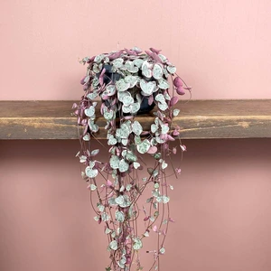 Ceropegia woodii variegata (Pot Size 12cm) Variegated String of Hearts - image 1