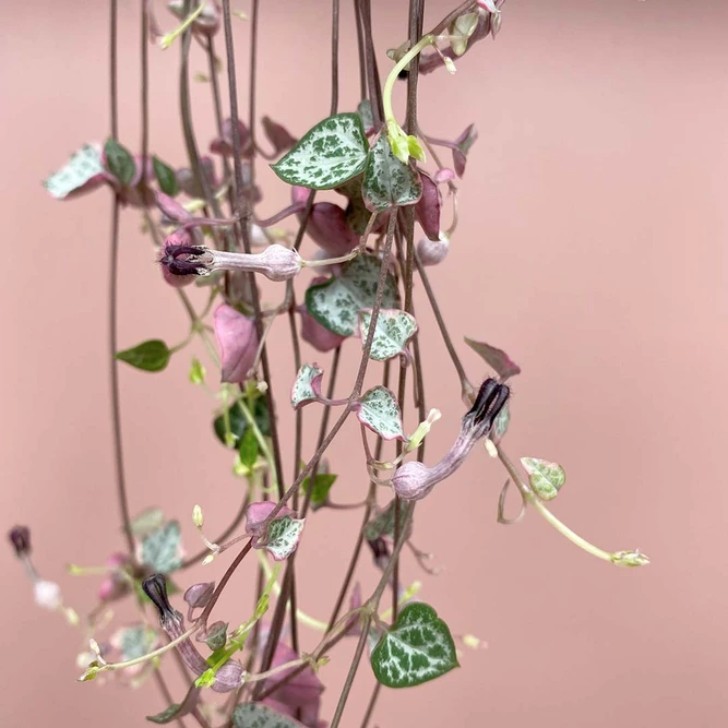Ceropegia woodii variegata (Pot Size 12cm) Variegated String of Hearts - image 3