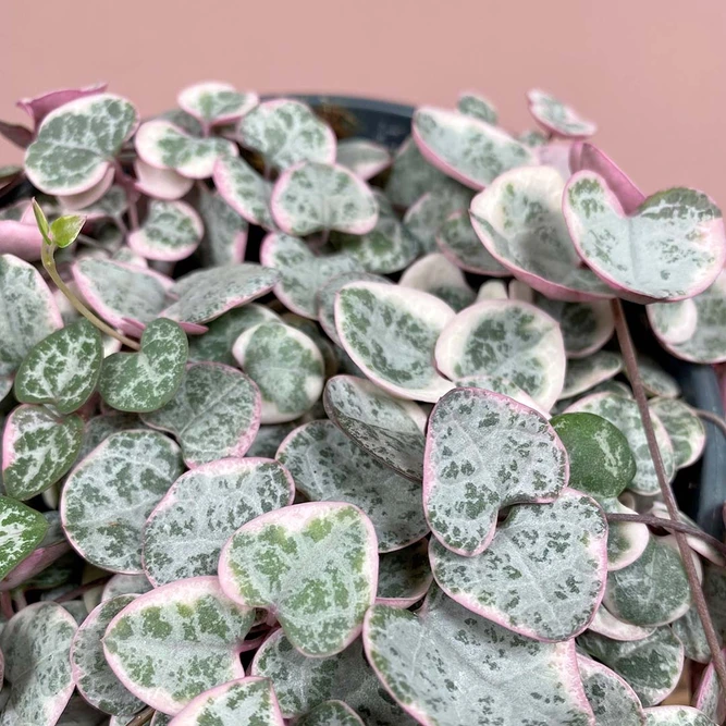 Ceropegia woodii variegata (Pot Size 12cm) Variegated String of Hearts - image 4