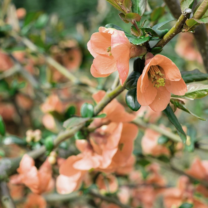 Chaenomeles 'Geisha Girl' (Pot Size 3L) Japanese Quince