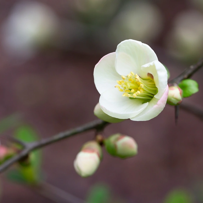 Chaenomeles 'Jet Trail' (Pot Size 3L) Japanese Quince