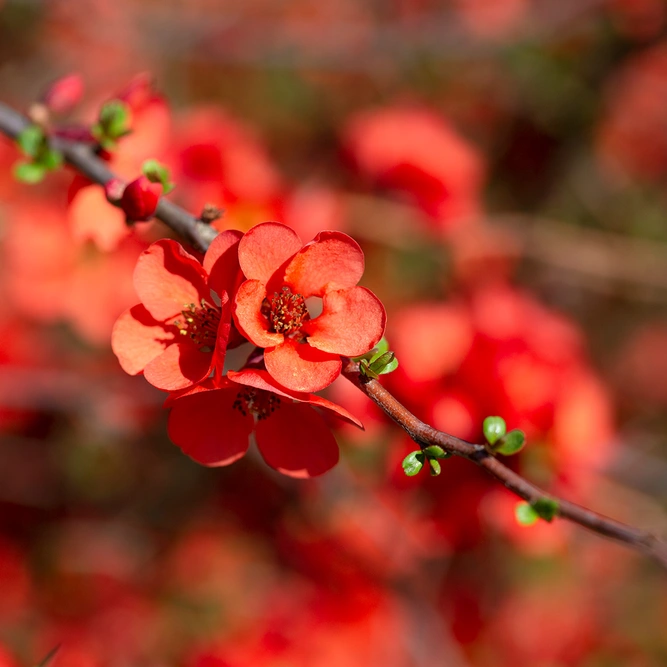 Chaenomeles 'Salmon Horizon' (Pot Size 3L) Japanese Quince