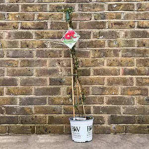 Chaenomeles speciosa 'Scarlet Storm' (Pot Size 3L) - Japanese Quince