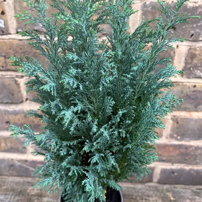 Chamaecyparis ellwoodii (Pot Size 13cm) Ellwood's Cypress - image 2