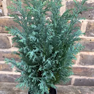 Chamaecyparis ellwoodii (Pot Size 13cm) Ellwood's Cypress - image 2