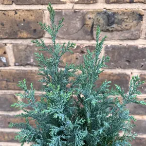 Chamaecyparis ellwoodii (Pot Size 13cm) Ellwood's Cypress - image 3