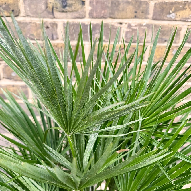 Chamaerops Humilis Compacta (Pot Size 7L) European Fan Palm - image 2