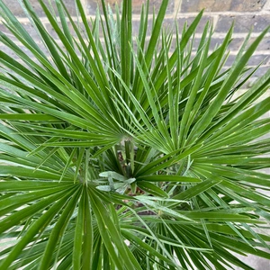 Chamaerops Humilis Compacta (Pot Size 7L) European Fan Palm - image 3