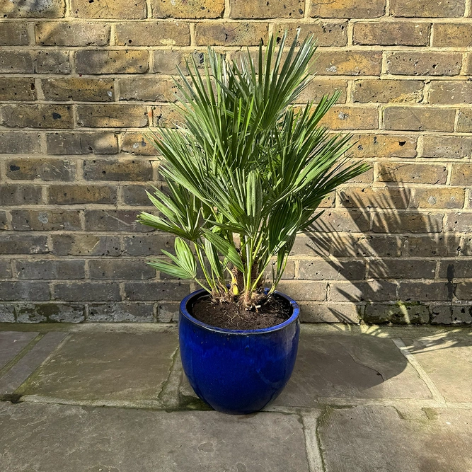 Chamaerops Humilis Compacta (Pot Size 7L) European Fan Palm - image 4