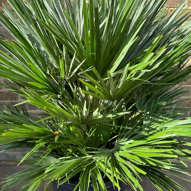 Chamaerops Humulis Compacta (Pot Size 30L) European Fan Palm - image 2