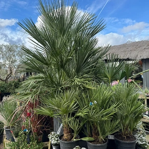 Chamaerops Humulis Compacta (Pot Size 30L) European Fan Palm - image 3