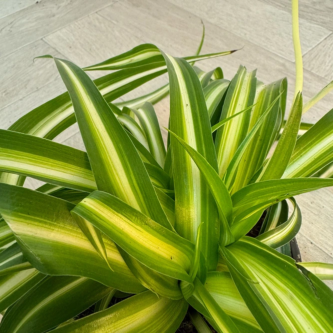 Chlorophytum Bonnie (Pot Size 12cm) Curly Spider Plant - image 2