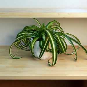 Chlorophytum Bonnie (Pot Size 12cm) Curly Spider Plant - image 3