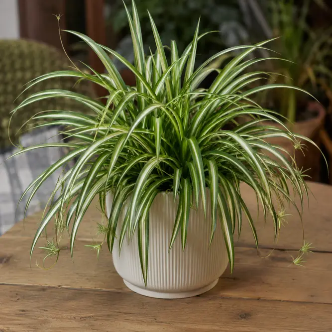 Chlorophytum comosum (Pot Size 14cm) Spider Plant