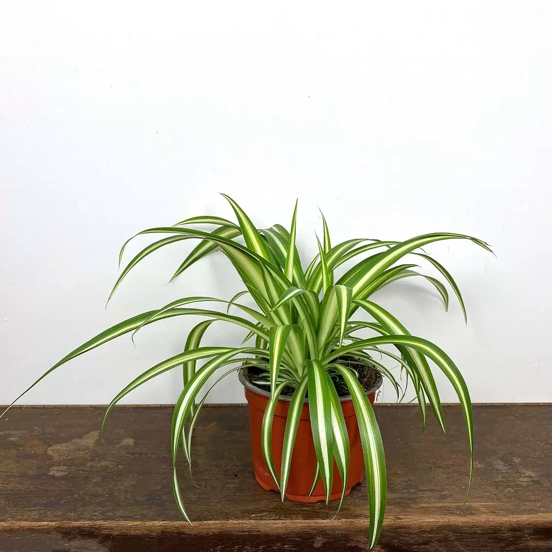 Spider Plant Chlorophytum Variegatum, Established plant approx. 15cm length