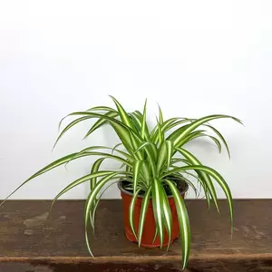 Chlorophytum variegata (Pot Size 12cm) Spider Plant - image 2