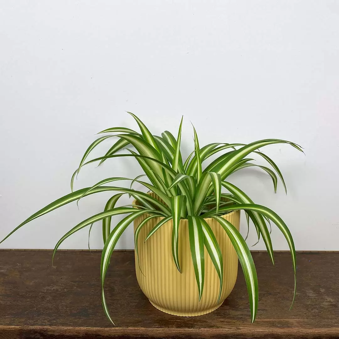 Spider Plant Chlorophytum Variegatum, Established plant approx. 15cm length