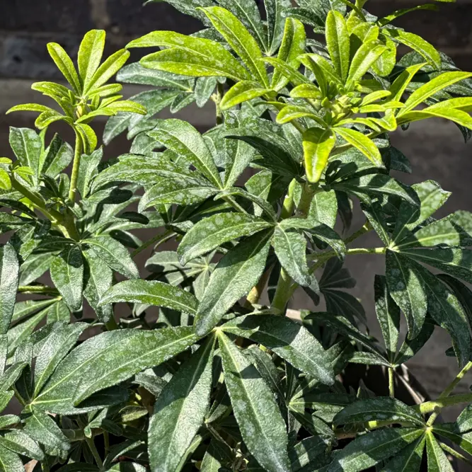 Choisya 'Greenfingers' (Pot Size 10L) Greenfingers Mexican Orange Blossom - image 5