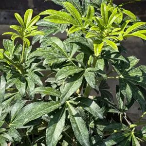 Choisya 'Greenfingers' (Pot Size 10L) Greenfingers Mexican Orange Blossom - image 5