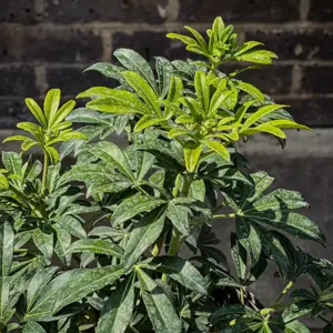 Choisya 'Greenfingers' (Pot Size 10L) Greenfingers Mexican Orange Blossom - image 6