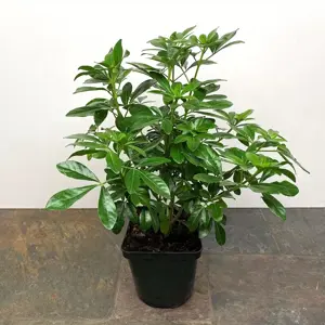 Choisya 'Greenfingers' (Pot Size 10L) Greenfingers Mexican Orange Blossom - image 1