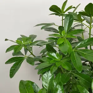 Choisya 'Greenfingers' (Pot Size 10L) Greenfingers Mexican Orange Blossom - image 2