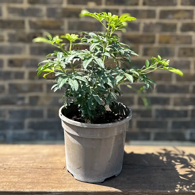 Choisya 'Greenfingers' (Pot Size 10L) Greenfingers Mexican Orange Blossom - image 4