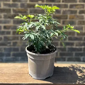Choisya 'Greenfingers' (Pot Size 10L) Greenfingers Mexican Orange Blossom - image 4