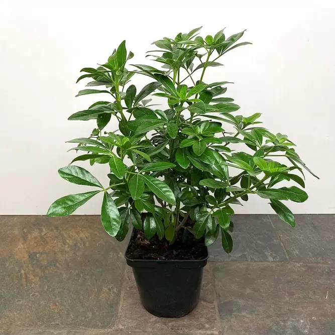 Choisya ternata (Pot Size 3L) - Mexican Orange Blossom - image 1
