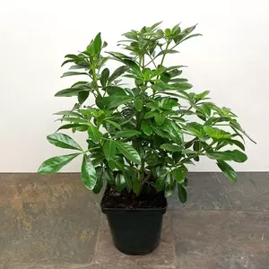 Choisya ternata (Pot Size 3L) - Mexican Orange Blossom - image 2