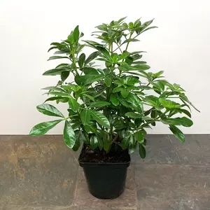 Choisya ternata (Pot Size 3L) - Mexican Orange Blossom - image 1