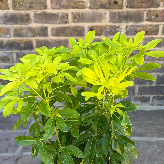 Choisya ternata 'Sundance' (Pot Size 10L) - Mexican Orange Blossom - image 3