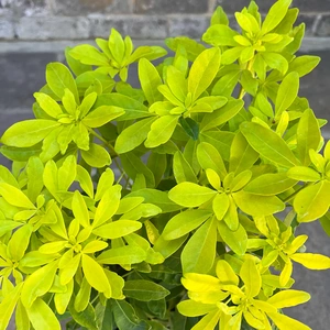 Choisya ternata 'Sundance' (Pot Size 10L) - Mexican Orange Blossom - image 1
