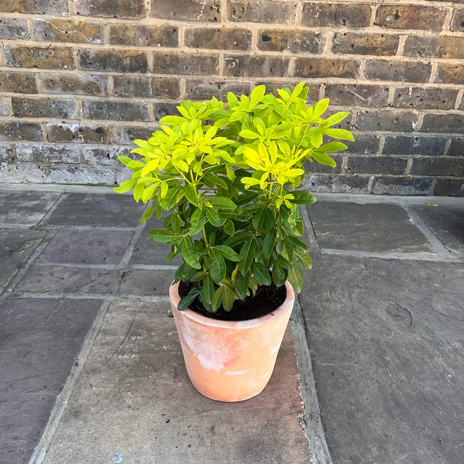 Choisya ternata 'Sundance' (Pot Size 10L) - Mexican Orange Blossom - image 2