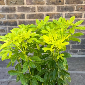 Choisya ternata 'Sundance' (Pot Size 3L) - Mexican Orange Blossom - image 3