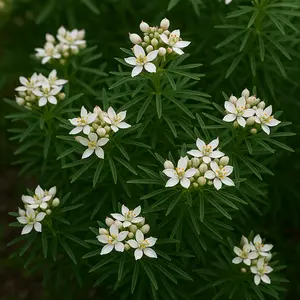 Choisya x dewitteana 'White Dazzler' (Pot Size 5L) Mexican Orange Blossom - image 1