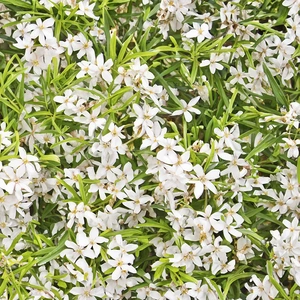 Choisya x dewitteana 'White Dazzler' (Pot Size 5L) Mexican Orange Blossom - image 3