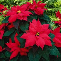 Christmas Trees & Gifts