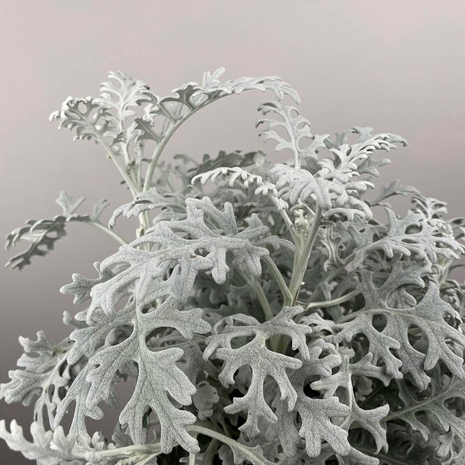 Cineraria maritima (Pot Size 12cm) - Silver Ragwort - image 1