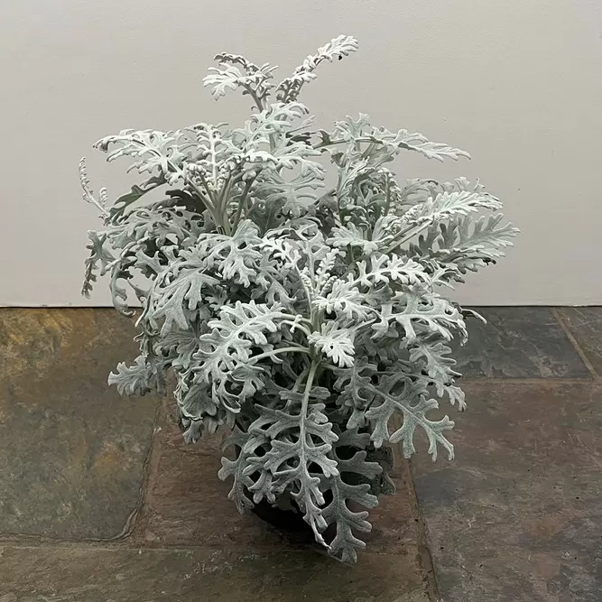 Cineraria maritima (Pot Size 12cm) - Silver Ragwort - image 3