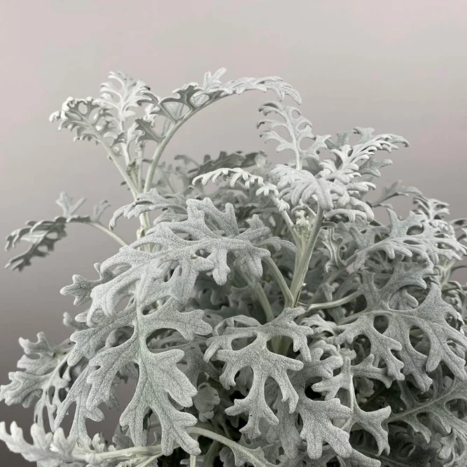 Cineraria maritima (Pot Size 13cm) Silver Ragwort - image 1