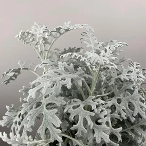 Cineraria maritima (Pot Size 13cm) Silver Ragwort - image 1