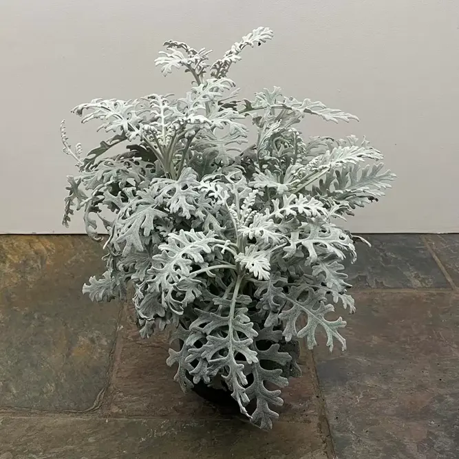 Cineraria maritima (Pot Size 13cm) Silver Ragwort - image 2